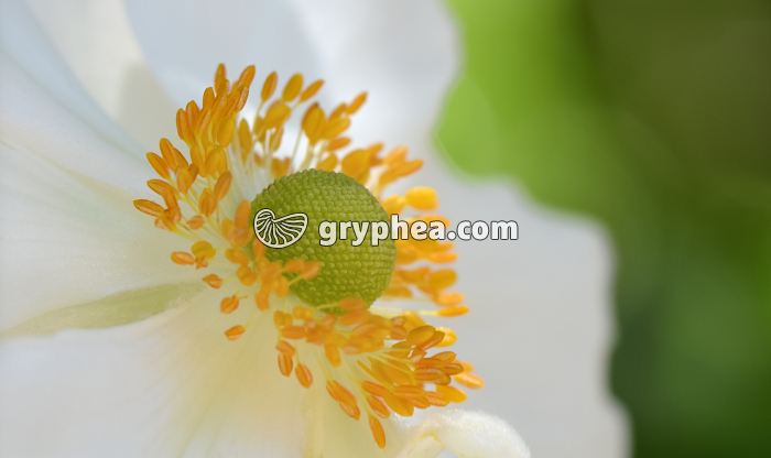 Pistil et étamines d'une fleur - gryphea.org